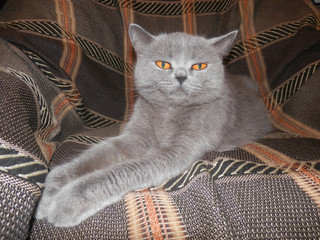 British cat