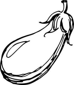 Eggplant. Vector illustration