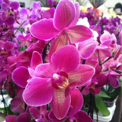 Beautiful purple pink orchid flowers.