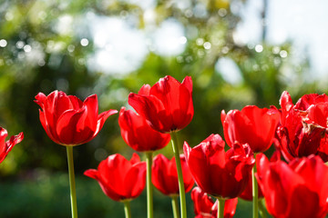 Tulips are blooming in the garden.