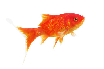 Symbol of wealth goldfish on a white background. Isolated.