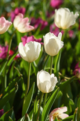 Tulips are blooming in the garden.