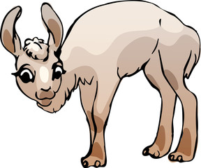 Lama. Vector illustration