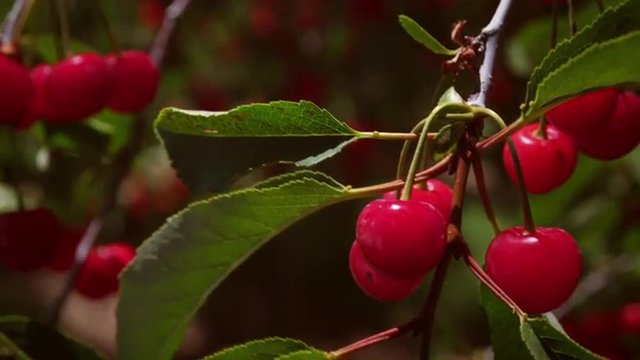 Close-up shot of a bunch of cherries on a tree