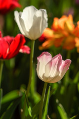 Tulips are blooming in the garden.