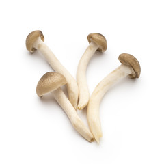 Mushroom on the isolated background.