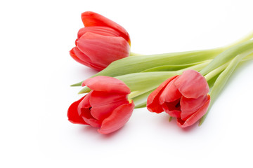 Tulips on the white background.