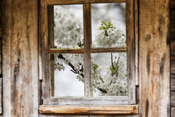 Old wooden window frame, spring, flowering trees.