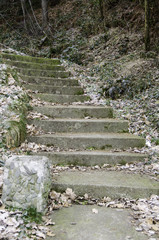 Old stairs in forest.