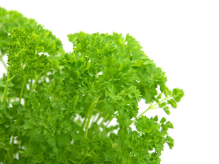 Petersilie - Petroselinum crispum