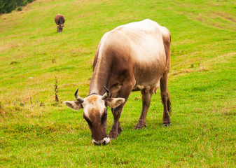 Brown cow on green field