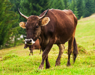 Obraz premium Cow on green hill
