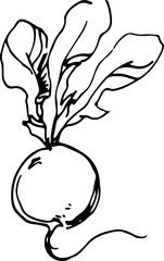Radish.  Vector illustration