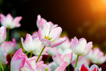 Fototapeta na wymiar Tulips are blooming in the garden.