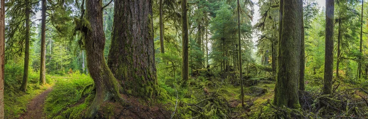 Stickers muraux Forêt Hoh Rainforest, Olympic National Park, État de Washington, États-Unis