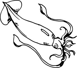 Fototapeta premium Squid. Vector illustration