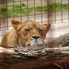 Lioness resting in captivity