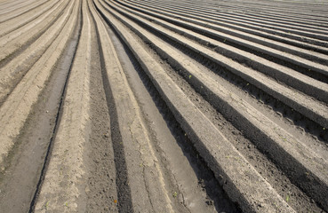 Furrows in a field that are made by a plough