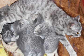 Naklejka na ściany i meble cat with kittens of Scottish Straight breed