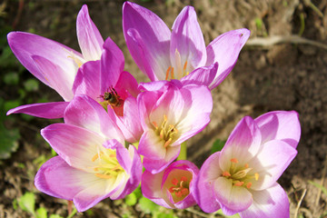 pink flowers of colchicum autumnale