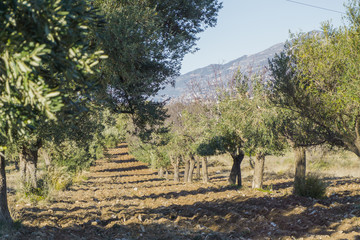 Fototapeta na wymiar Olive tree cultivation of olives