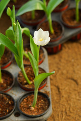 Tulips are blooming in the garden.