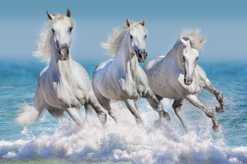 Drie witte paarden rennen galop in golven in de oceaan