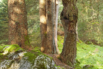 Naturgesichter