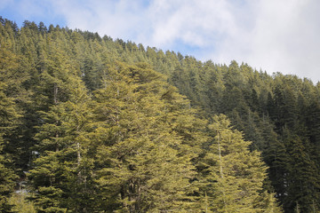 The pine trees on Taurus Mountains