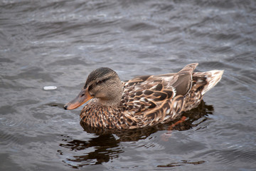 A female mallard duck swimming in shallow water