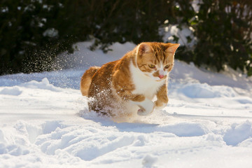 Katze im Schnee