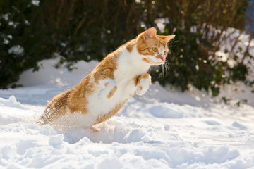 Katze im Schnee