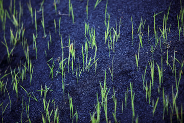 young grass