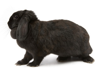 Black Lop Rabbit on white background