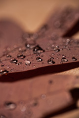 Raindrops on oak leaf