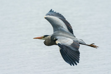 Grey Heron