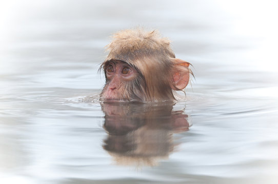 Baby Snow Monkey In Onsen