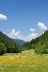 Fototapeta premium Flower meadow in mountain valley