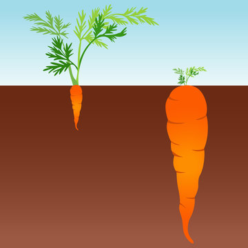 Large and small carrot
