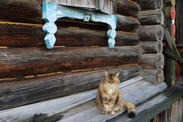 Sad domestic female cat sitting on the zavalinka of a very old log house in the remote Russian...