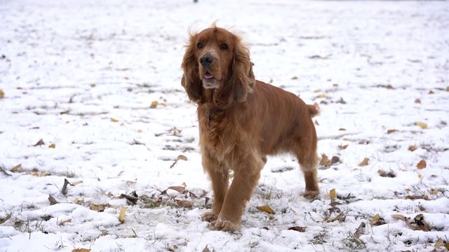 Red english spaniel wags his tail for a walk. Steam coming out of his mouth from the cold winter.