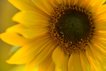 Sonnenblume mit Insekt