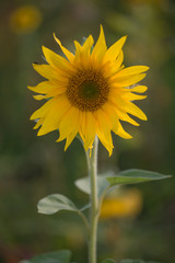Sonnenblume