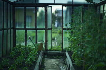 greenhouse with the harvest after rain