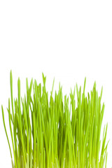 Fototapeta premium Growing green grass vertical