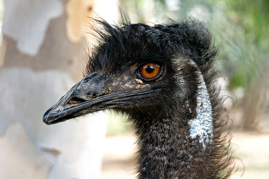 Portrait of black ostrich