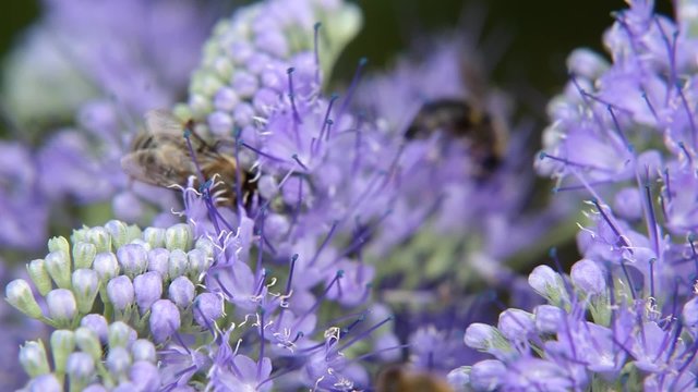 Bee on the purple flower 
