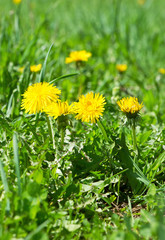 Dandelion flowers in green grass. Spring time