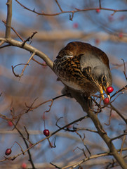 Feldfare on a tree in winter