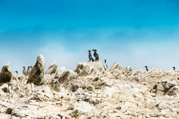 Seabirds on the rockface in the Ballestas island, natural park.